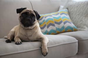 pug on a couch